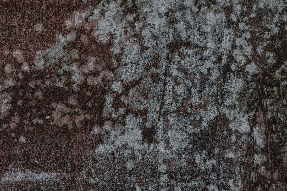 Mold growth spreading across a damp wall, the kind of growth mold remediation removes
